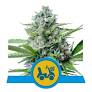 ROYAL QUEEN SEEDS Fast Eddy Automatic CBD