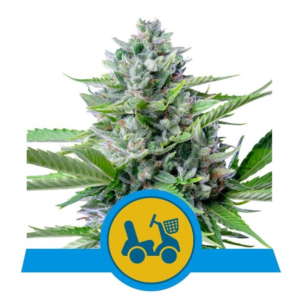 ROYAL QUEEN SEEDS Fast Eddy Automatic CBD