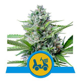 ROYAL QUEEN SEEDS Fast Eddy Automatic CBD