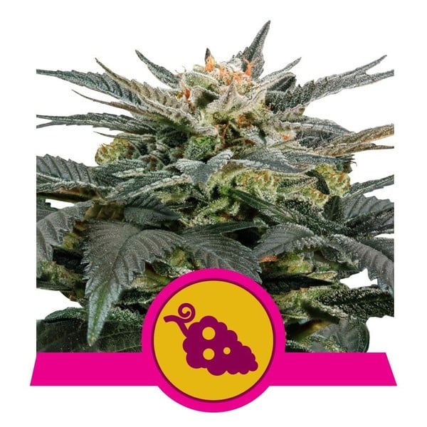 ROYAL QUEEN SEEDS Fruit Spirit