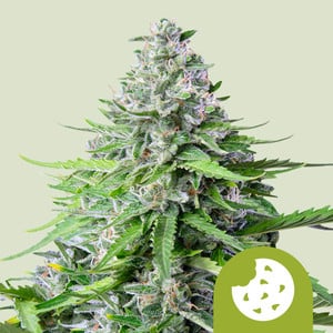 Royal Cookies Automatic 100 semi