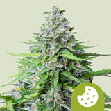 Royal Cookies Automatic 100 semi