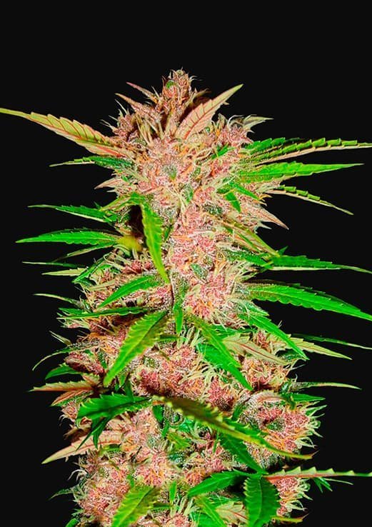 FAST BUD Fastberry Auto