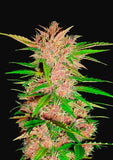 FAST BUD Fastberry Auto