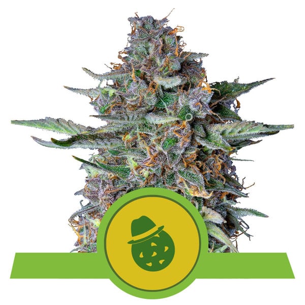 Royal Queen Seeds - Do-Si-Dos Automatic