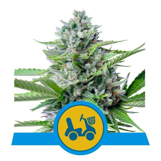 ROYAL QUEEN SEEDS Fast Eddy Automatic CBD