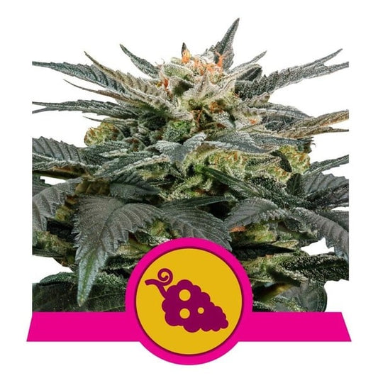 ROYAL QUEEN SEEDS Fruit Spirit