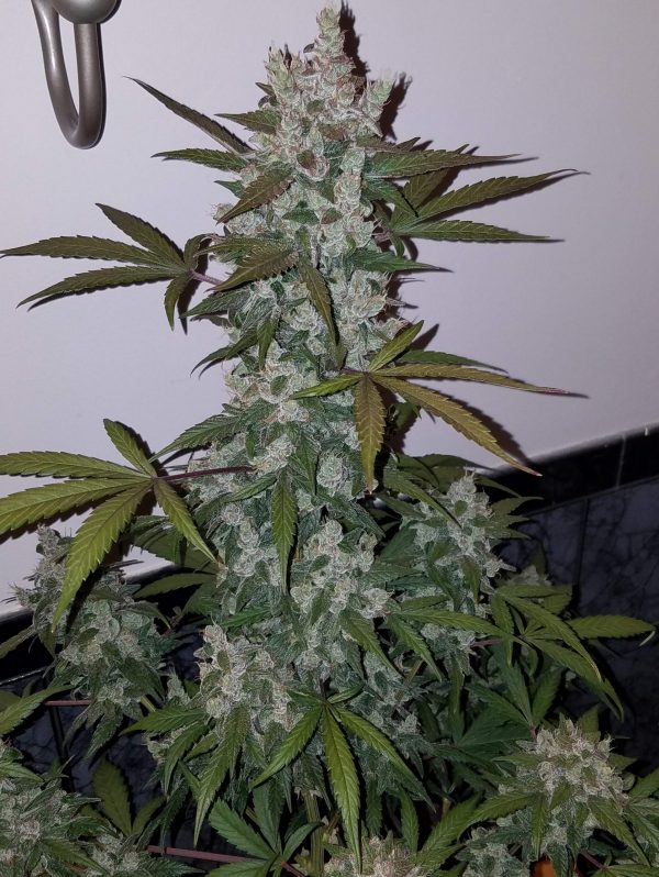 Girl Scout Cookies Auto